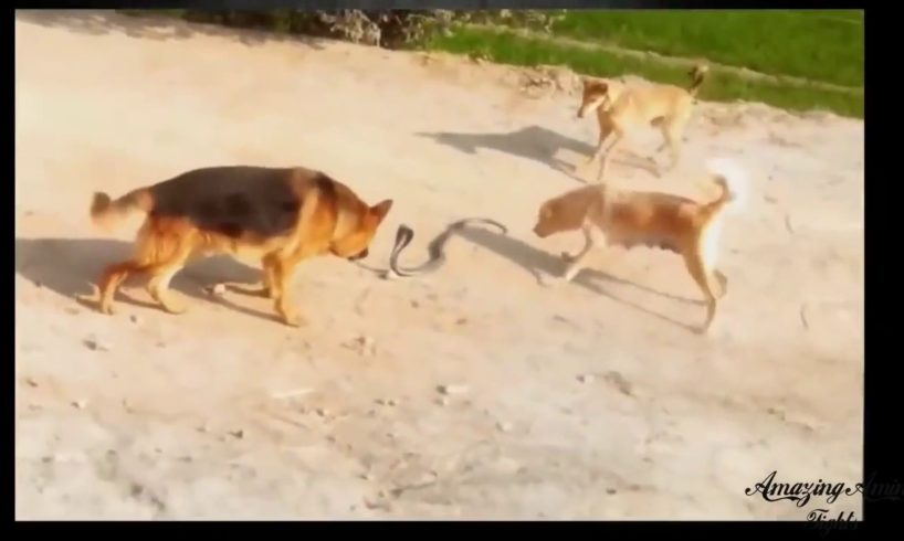 Epic Battle Dogs vs Snake Craziest Fights Most Amazing Wild Animal Fights