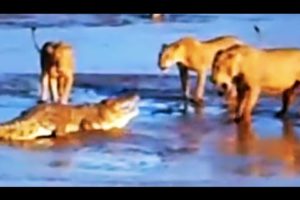 Epic Fight: Lions Attack a Crocodile (2 sets of fighting)