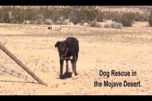 Epic Mojave Desert Dog Rescue Mission - A MUST SEE.  Please Share.