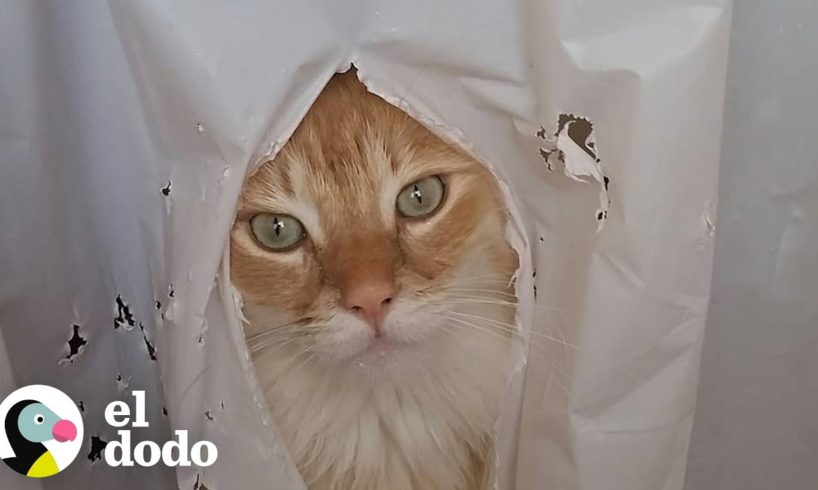 Este gato ama asustar a su mamá en la ducha | El Dodo