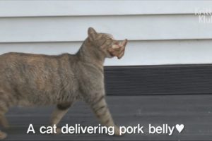 Everyday Stray Cat Begs For Meat And  Delivers Somewhere | Kritter Klub