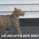 Everyday Stray Cat Begs For Meat And  Delivers Somewhere | Kritter Klub