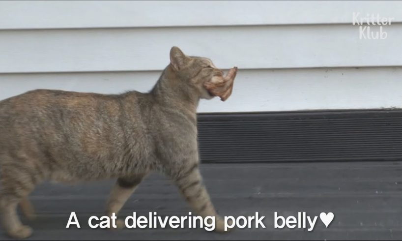Everyday Stray Cat Begs For Meat And  Delivers Somewhere | Kritter Klub