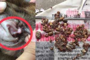 Everyone rescued dogs Remove many dog ticks in the ears and in the foot joints (Part 2)