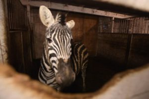 Exotic animals at a roadside zoo in Canada are rescued