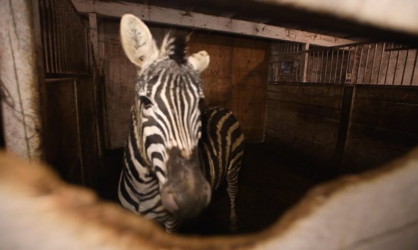 Exotic animals at a roadside zoo in Canada are rescued