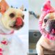 FRENCH BULLDOG PUPPIES | Funny and Cute French Bulldog Puppies Compilation # 2 | Cute pets