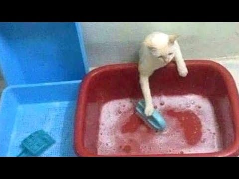 FUNNY ANIMALS of 2019 - Laugh at FUNNY VIDEOS