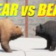 Far Cry 5 Arcade - Animal Fight: Bear vs Bear Battles (Map Editor)