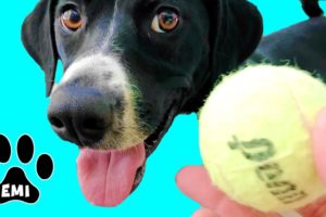 Fast Running Dog Emi (English Pointer) Playing with Tennis Balls = Cute Dog Video