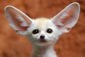 Fennec Fox Puppies | Cute Baby Pet Foxes Play - The Cutest Kit, Cubs and Pups