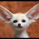 Fennec Fox Puppies | Cute Baby Pet Foxes Play - The Cutest Kit, Cubs and Pups