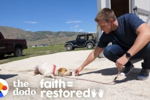 Feral Dog Has Never Wagged His Tail Before | The Dodo Faith = Restored