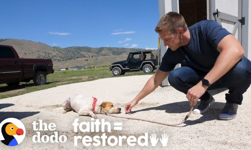 Feral Dog Has Never Wagged His Tail Before | The Dodo Faith = Restored