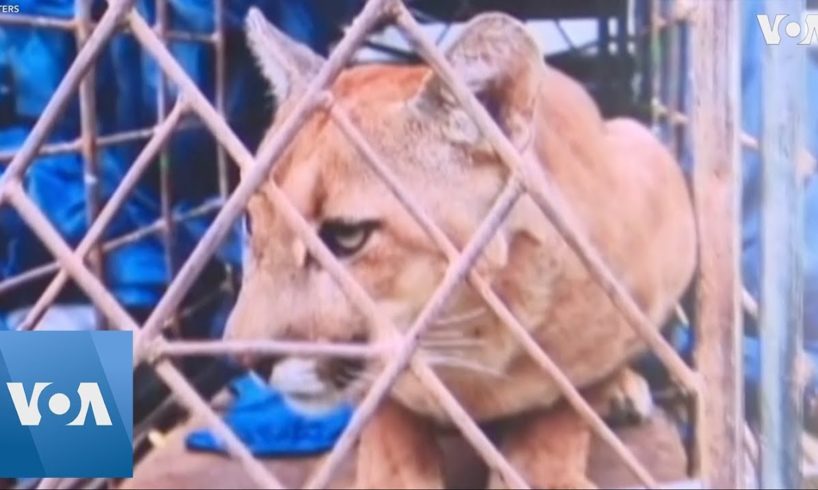 Firefighters Collapse, Animals Rescued as Wildfires Ravage Bolivia