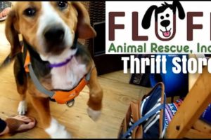 Fluff Animal Rescue Thrift Store