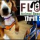 Fluff Animal Rescue Thrift Store