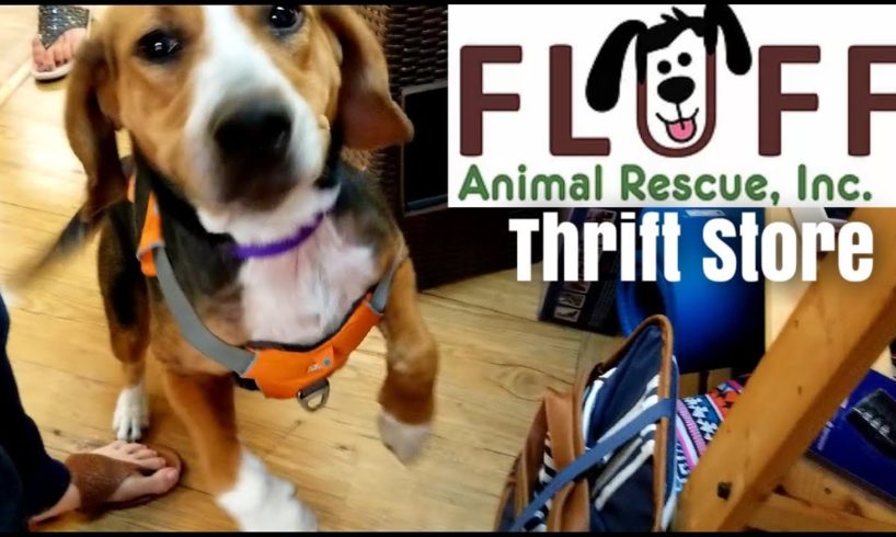 Fluff Animal Rescue Thrift Store