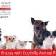 Foster Friday with Foothills Animal Rescue | 9/20/2019