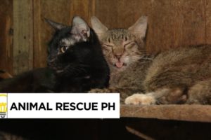 Four dogs and 70 cats in one home? Animal Rescue PH's Mission | Think Possible