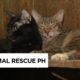 Four dogs and 70 cats in one home? Animal Rescue PH's Mission | Think Possible