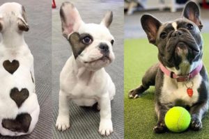 French bulldog training | Cutest Bulldog Puppies | Dogs Awesome
