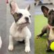 French bulldog training | Cutest Bulldog Puppies | Dogs Awesome