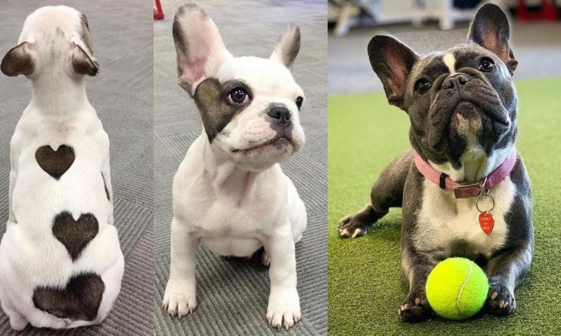 French bulldog training | Cutest Bulldog Puppies | Dogs Awesome