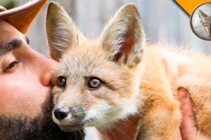 Friendly Baby Fox!