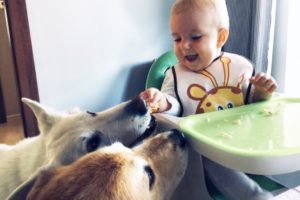 Funniest Baby Playing with Animals 2019 | BABY AND PET