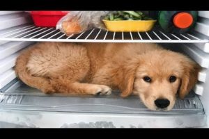 Funniest & Cutest Golden Retriever Puppies #16 - Funny Puppy Videos 2019