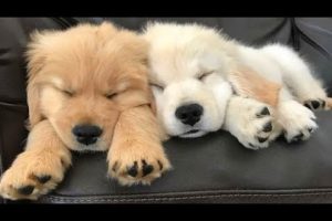 Funniest & Cutest Golden Retriever Puppies #21 - Funny Puppy Videos 2019