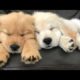 Funniest & Cutest Golden Retriever Puppies #21 - Funny Puppy Videos 2019