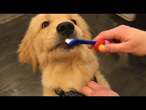 Funniest & Cutest Golden Retriever Puppies #22 - Funny Puppy Videos 2019