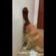 Funniest & Cutest Golden Retriever Puppies