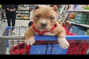 Funniest & Cutest Pitbull Puppies #2 - Funny Puppy Videos Compilation 2018