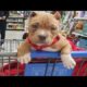 Funniest & Cutest Pitbull Puppies #2 - Funny Puppy Videos Compilation 2018