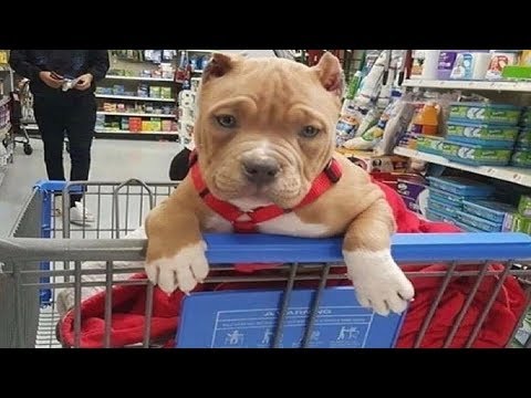 Funniest & Cutest Pitbull Puppies #2 - Funny Puppy Videos Compilation 2018