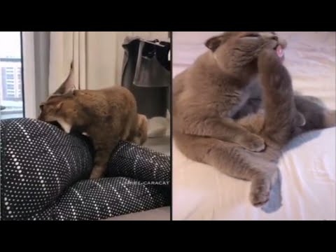 Funny Animals Compilation |Try Not To Laugh |Watch Funniest Animals Vines 2019