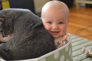 Funny Babies And Cats Playing Together #1| The Funny Animals