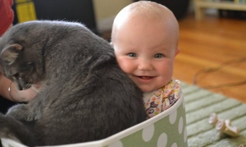 Funny Babies And Cats Playing Together #1| The Funny Animals