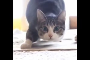 Funny Cats Vine Compilation September 2015