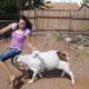 Funny Goats Attacking People - Funny Animals Video 2017