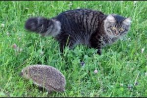 Funny Hedgehog Videos | Hedgehogs Meeting Cats Compilation  | Cute Animals
