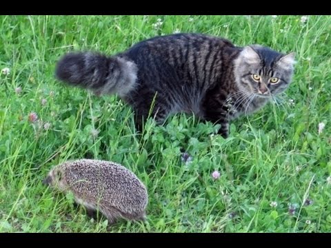 Funny Hedgehog Videos | Hedgehogs Meeting Cats Compilation  | Cute Animals