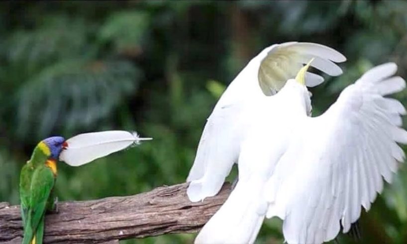 Funny Parrots Videos Compilation cute moment of the animals - Cute Parrots #13