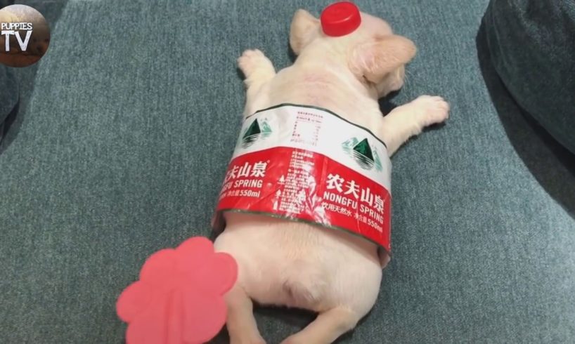 Funny Puppies And Cute Puppy Videos Compilation - Cutest Puppies In The World 2019 | Puppies TV