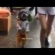 Funny Puppies And Cute Puppy videos Compilation 2019 (BEST OF) He's really adorable little,boy smart