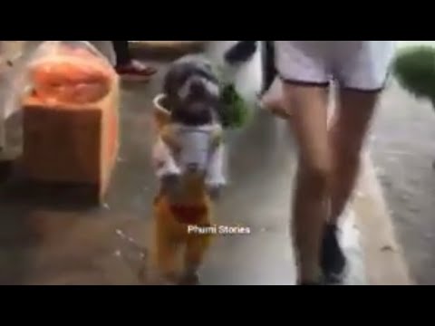 Funny Puppies And Cute Puppy videos Compilation 2019 (BEST OF) He's really adorable little,boy smart