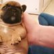 Funny Puppy Videos Try Not To Laugh Or Grin | Super Cute And Funny Puppies | Puppies TV